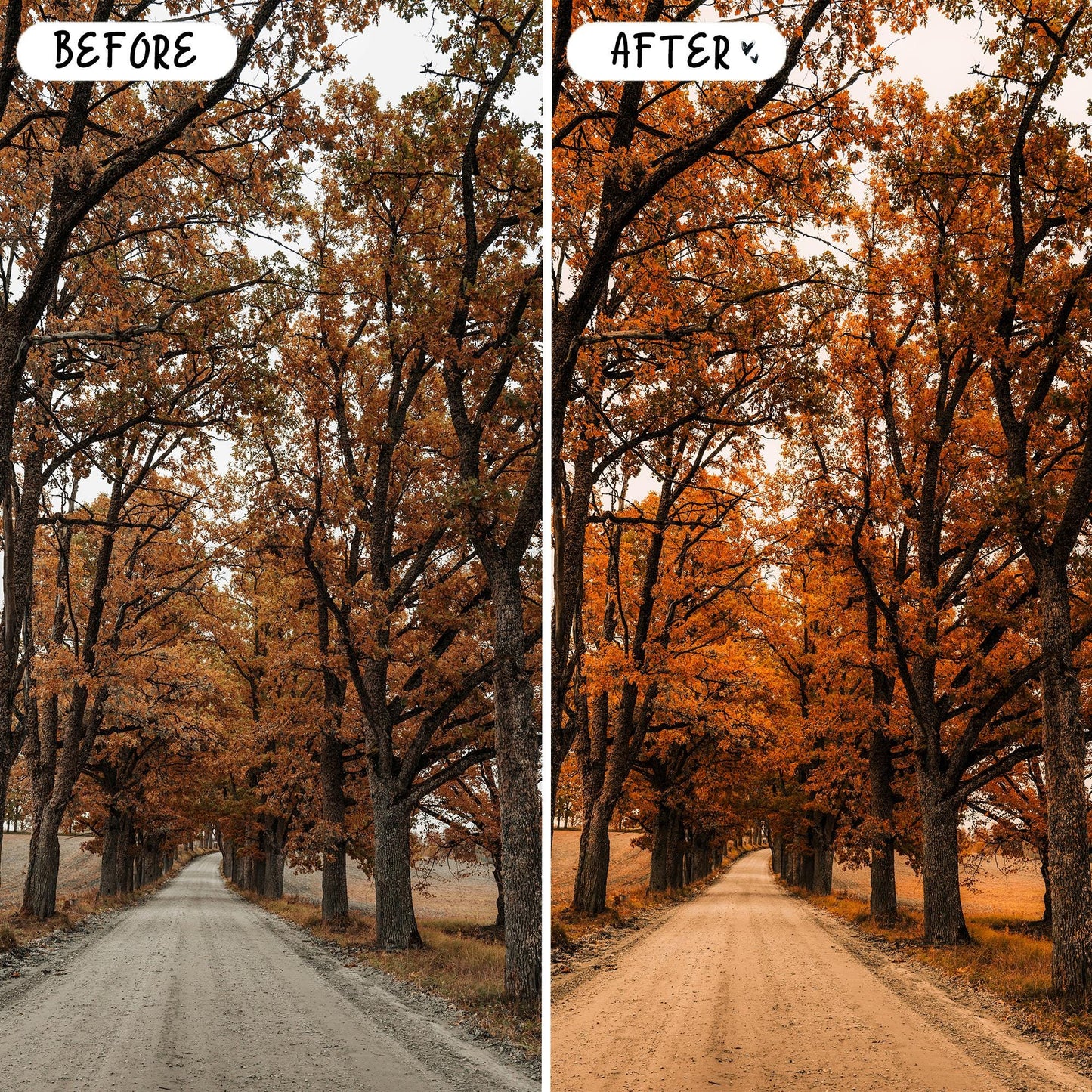 10 October LIGHTROOM Presets Mobile & Desktop