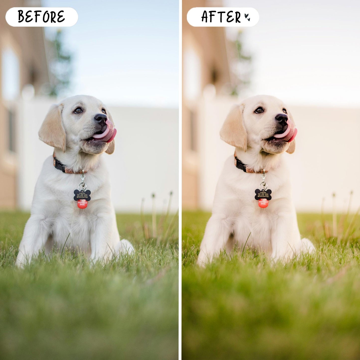 10 Pet LIGHTROOM Presets Mobile & Desktop
