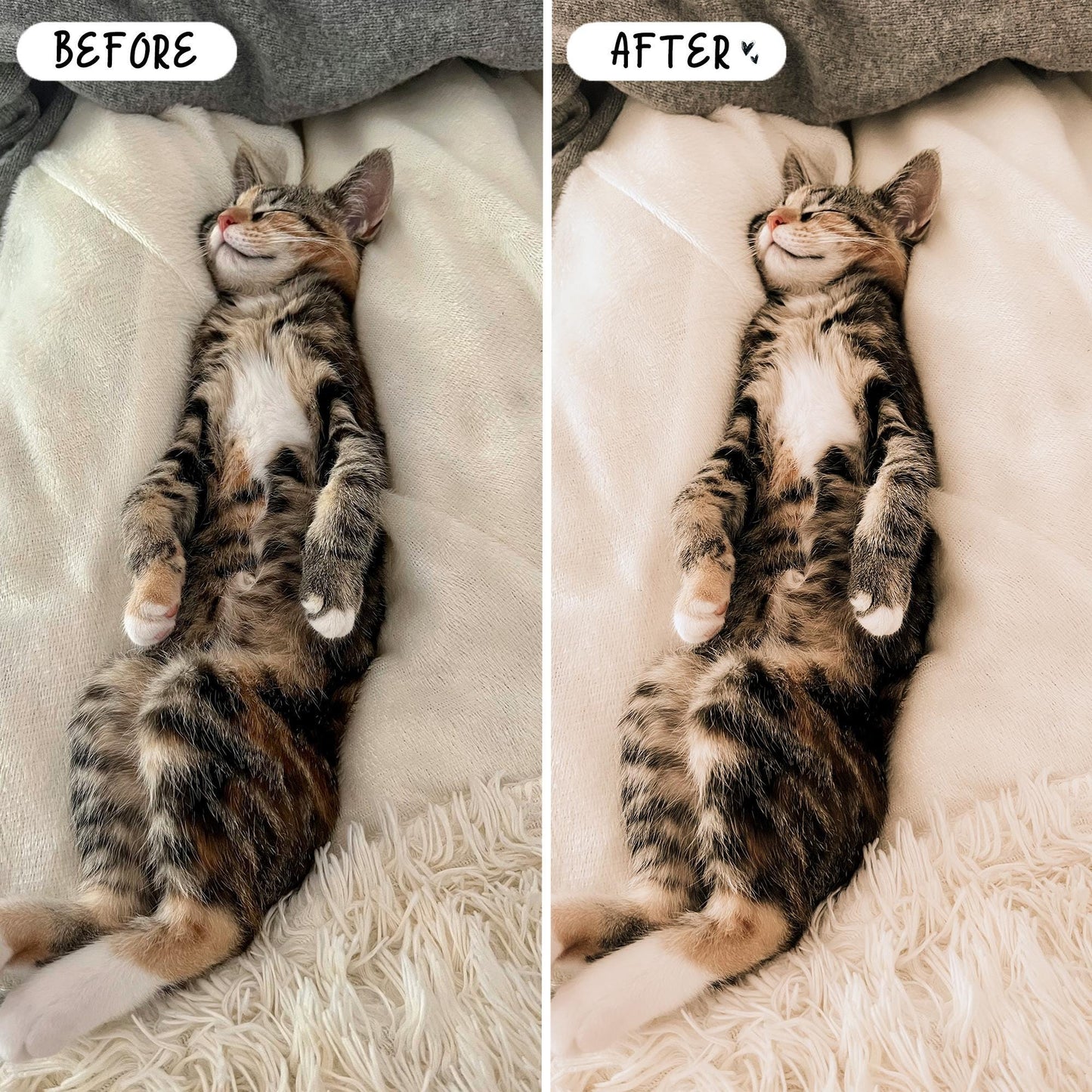 10 Pet LIGHTROOM Presets Mobile & Desktop