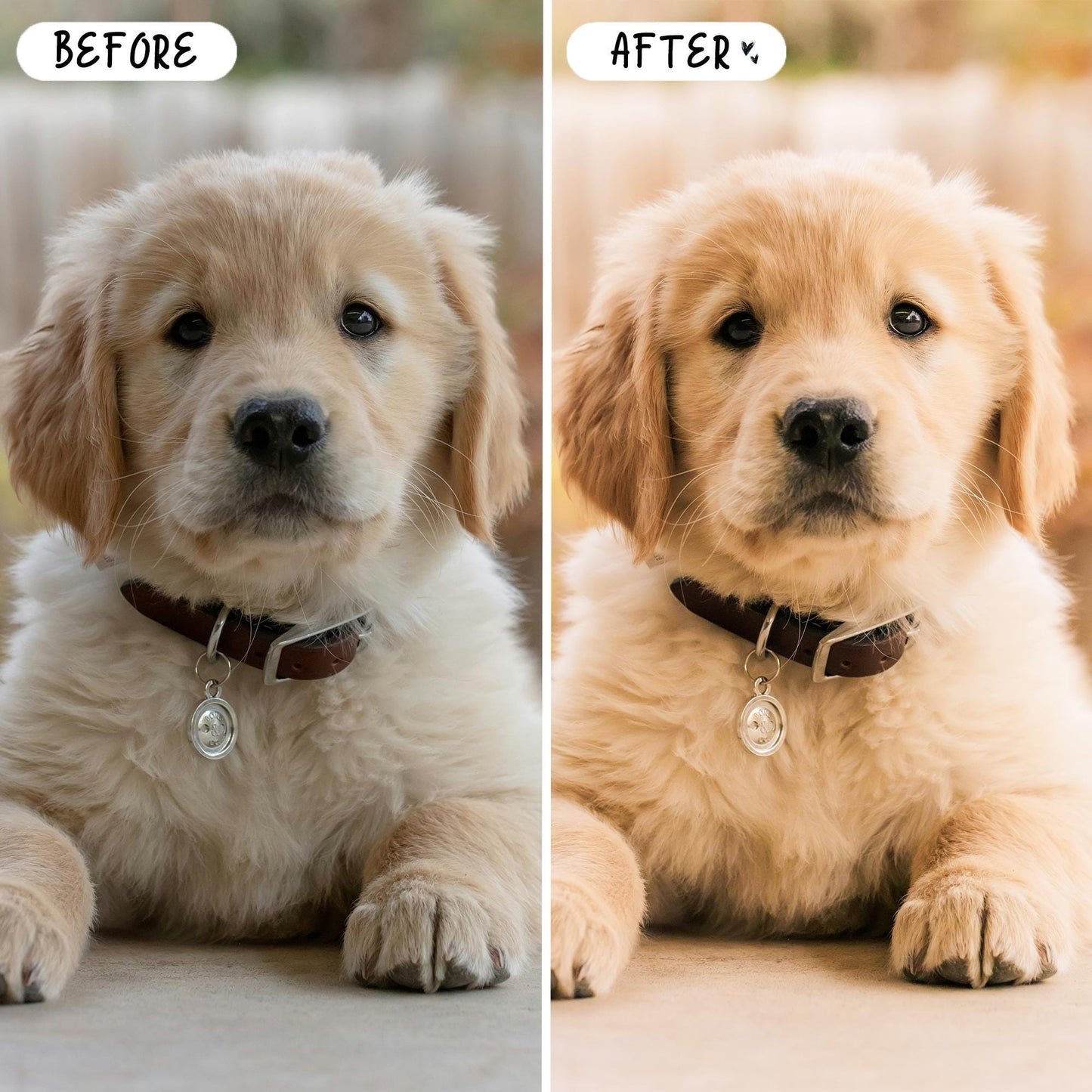 10 Pet LIGHTROOM Presets Mobile & Desktop