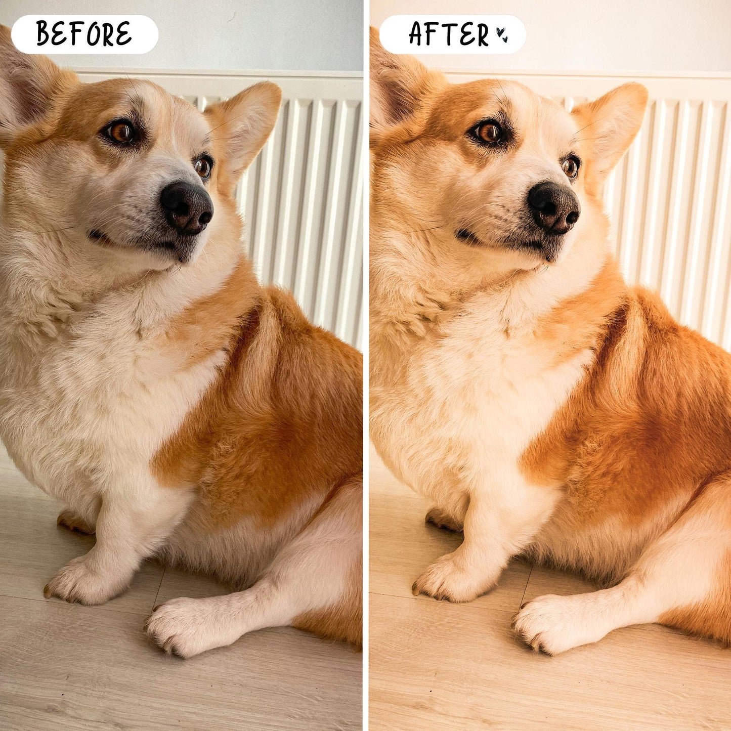 10 Pet LIGHTROOM Presets Mobile & Desktop