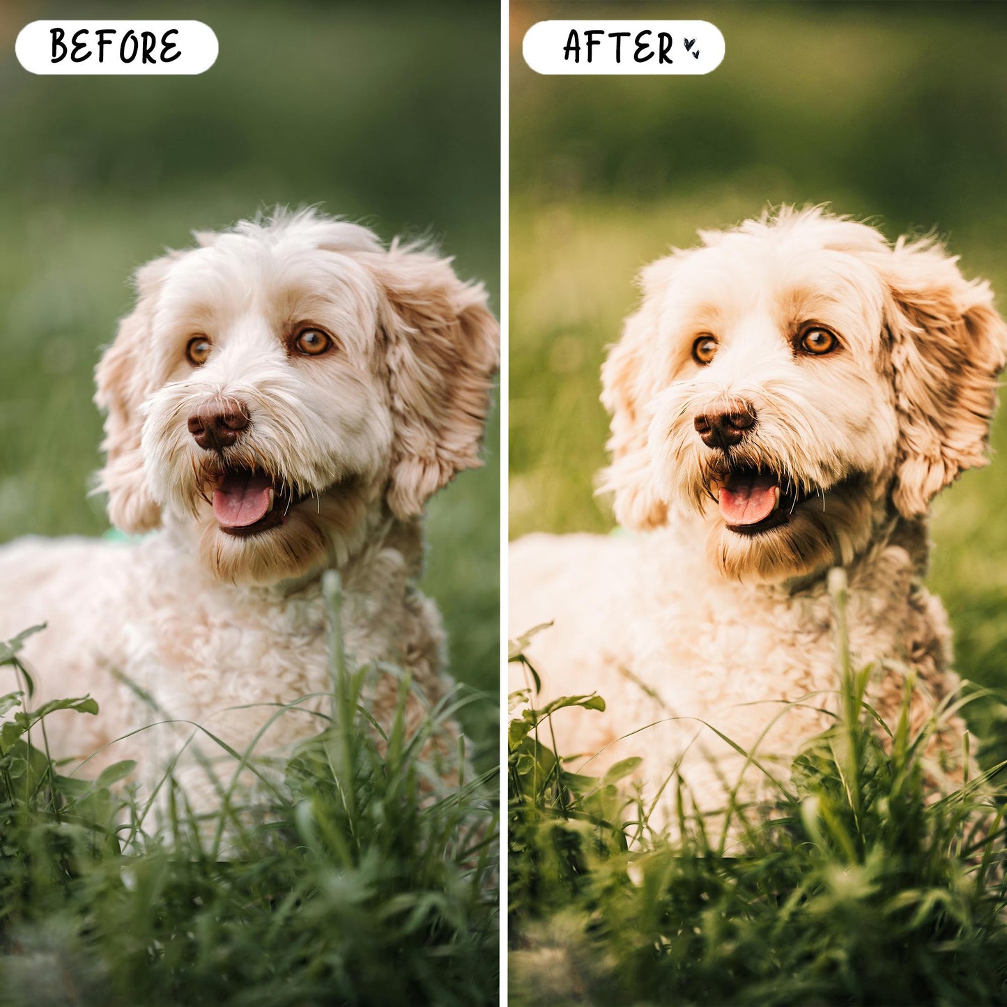 10 Pet LIGHTROOM Presets Mobile & Desktop