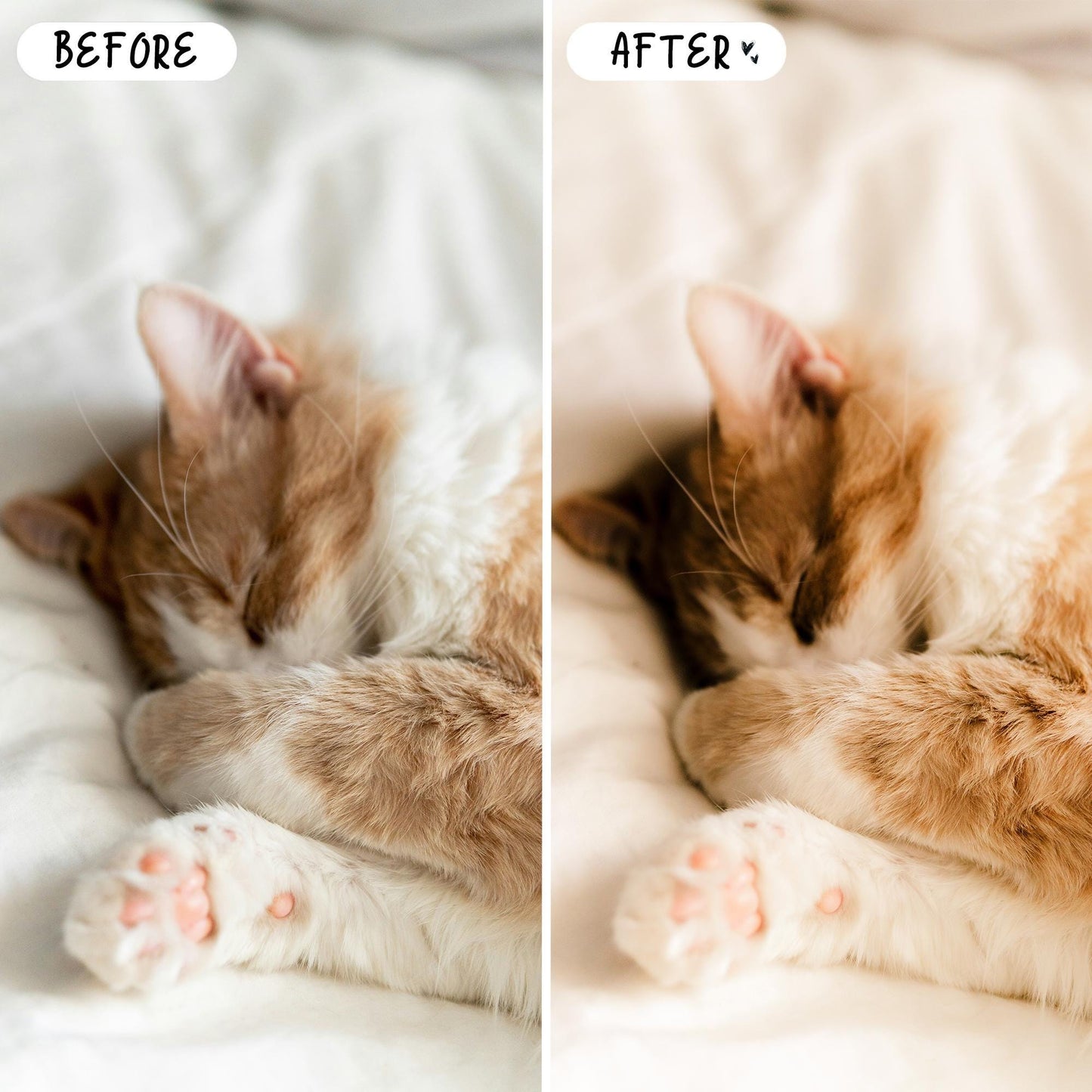 10 Pet LIGHTROOM Presets Mobile & Desktop