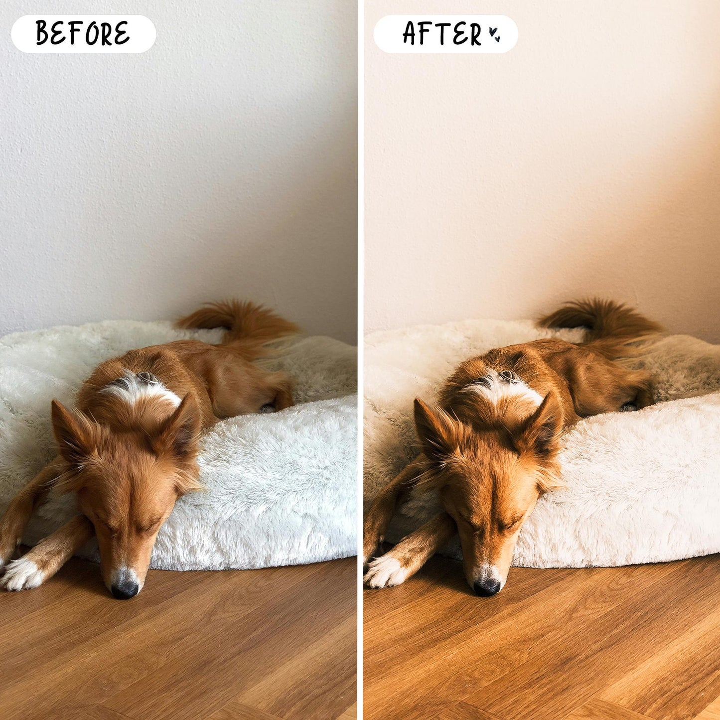 10 Pet LIGHTROOM Presets Mobile & Desktop