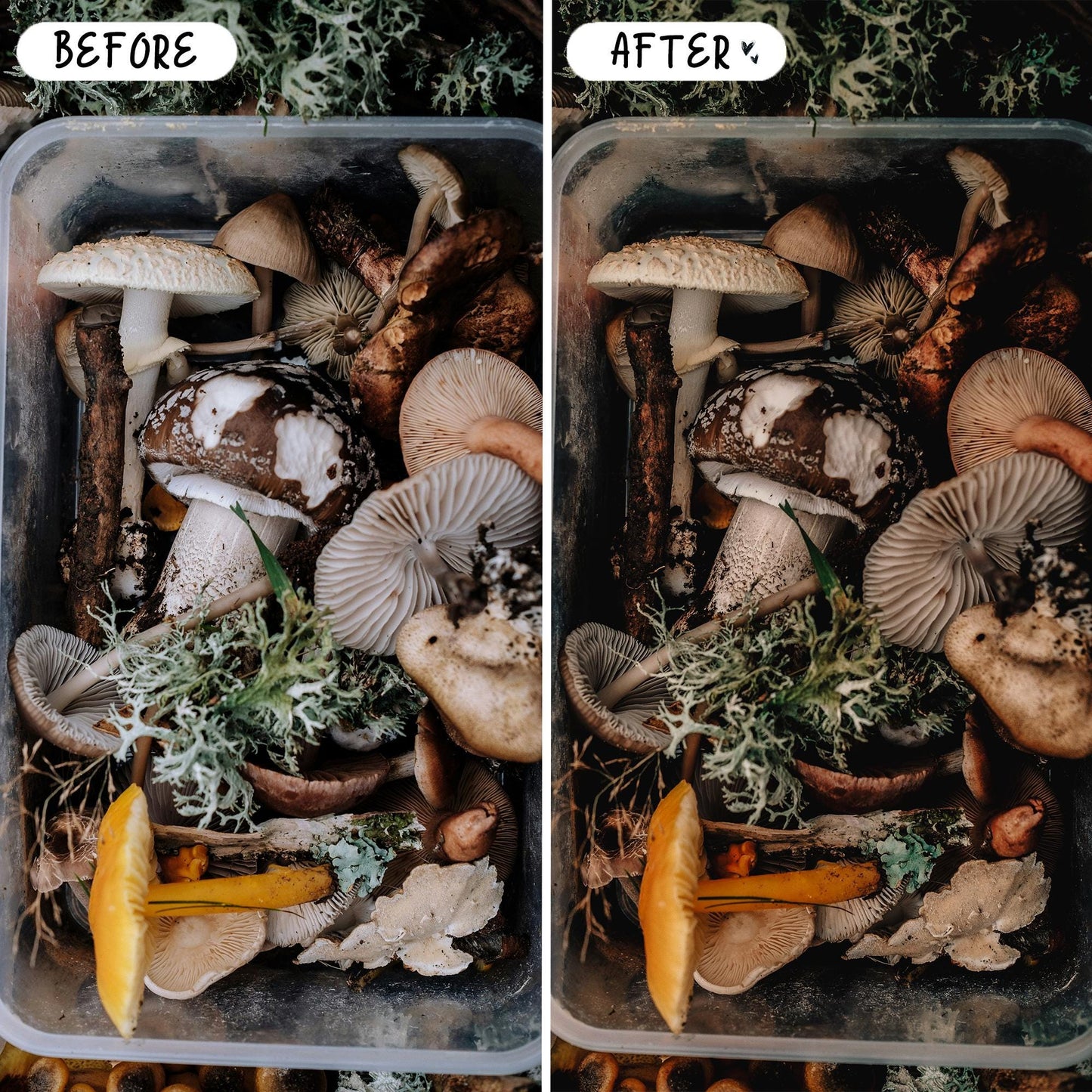 10 Magical LIGHTROOM Presets Mobile & Desktop