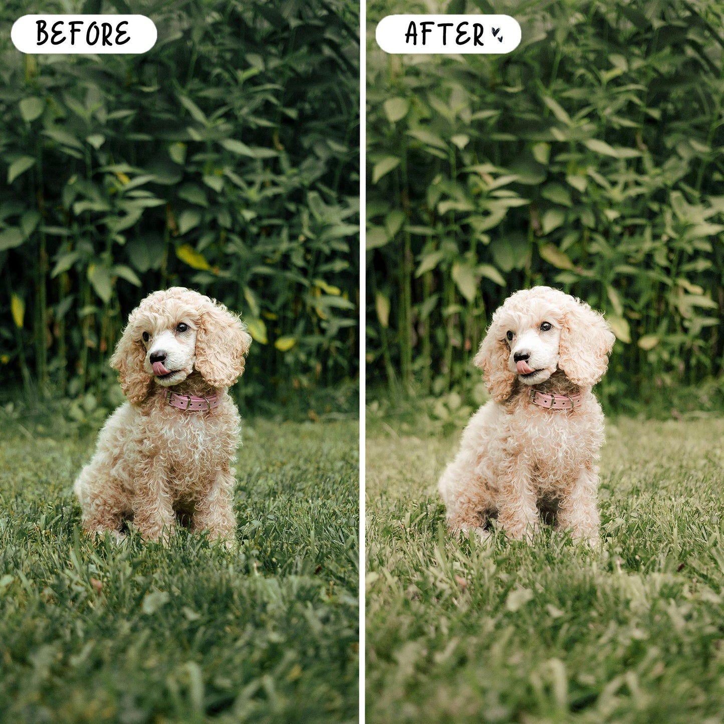 10 Bright LIGHTROOM Presets Mobile & Desktop