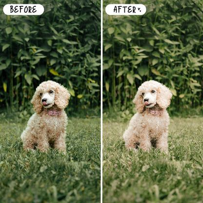 10 Bright LIGHTROOM Presets Mobile & Desktop
