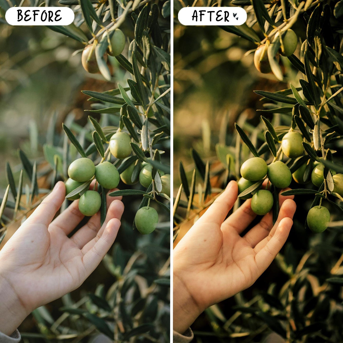 10 Organic LIGHTROOM Presets Mobile & Desktop