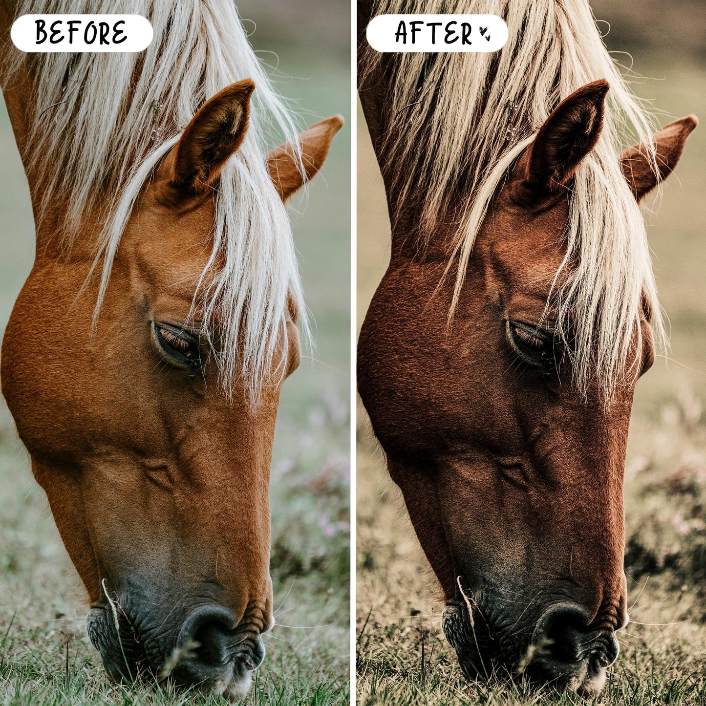 10 Equine LIGHTROOM Presets Mobile & Desktop