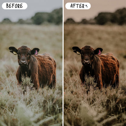 10 Farm LIGHTROOM Presets Mobile & Desktop