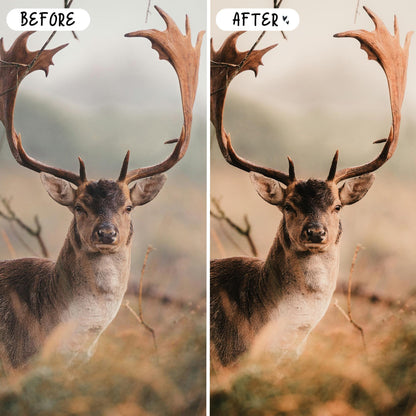 10 Nature LIGHTROOM Presets Mobile & Desktop