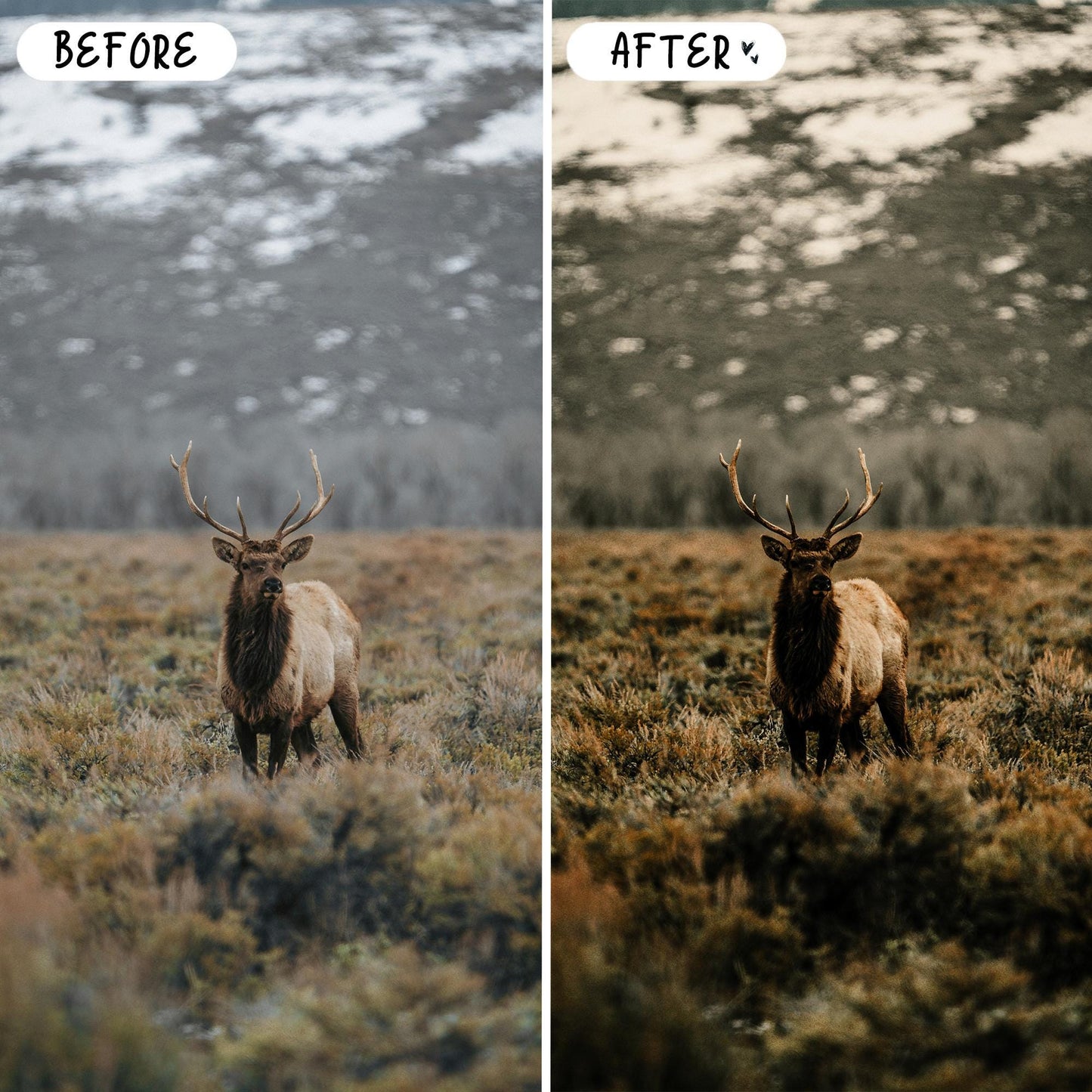 10 Forest LIGHTROOM Presets Mobile & Desktop