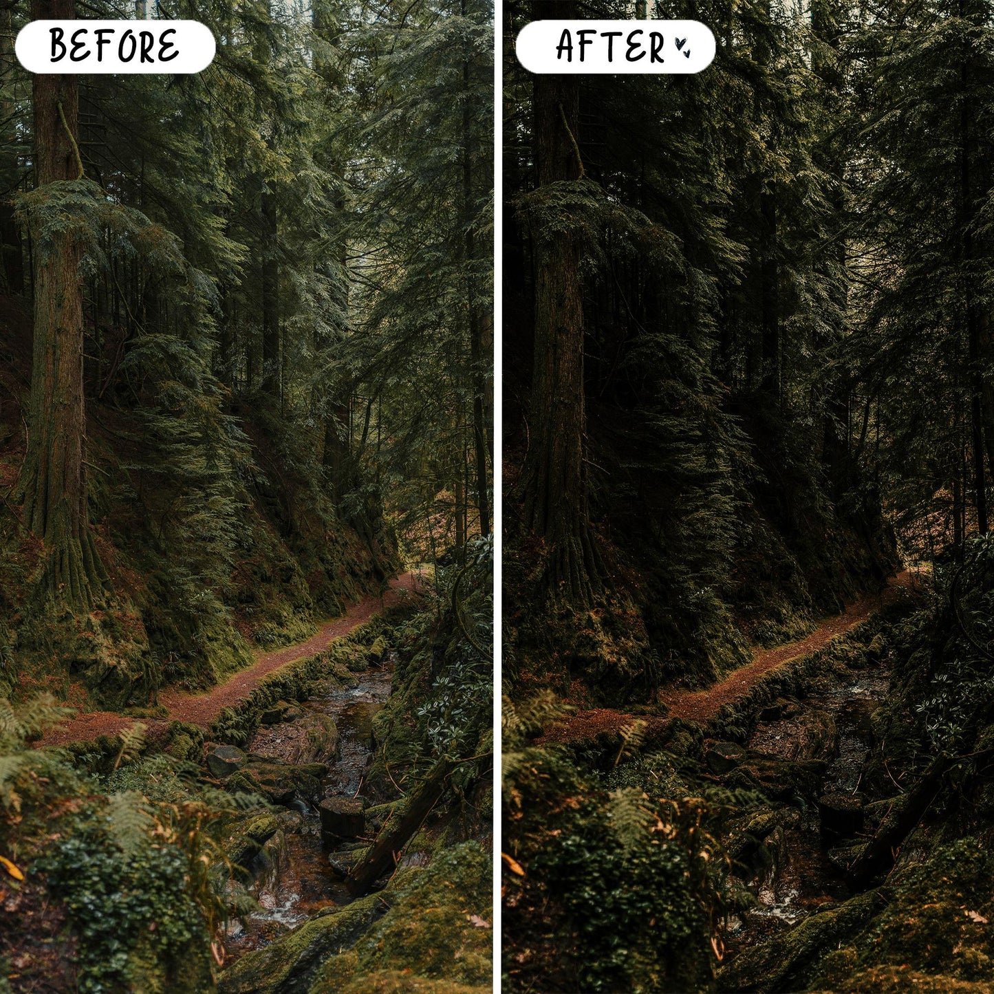 10 Forest LIGHTROOM Presets Mobile & Desktop