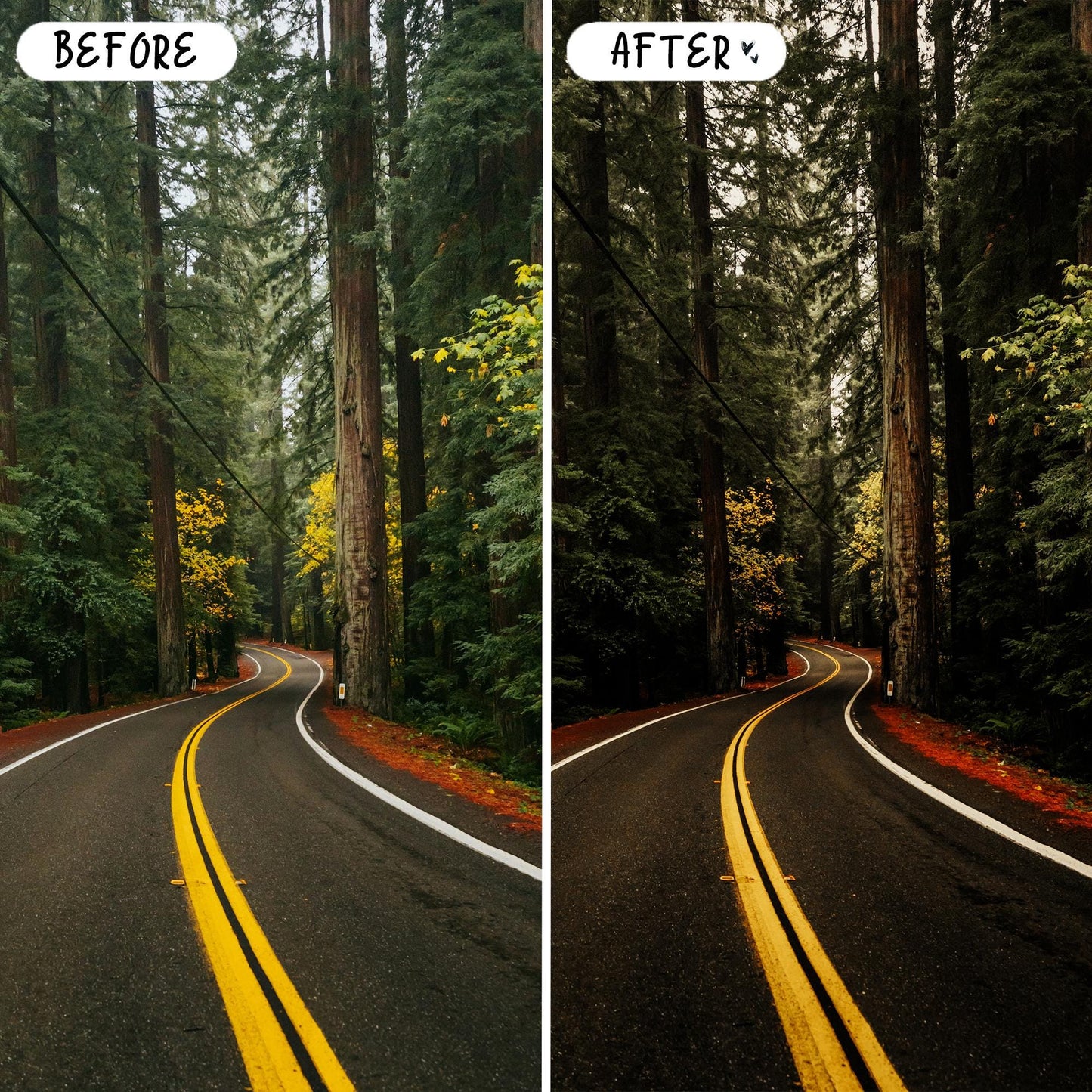 10 Forest LIGHTROOM Presets Mobile & Desktop