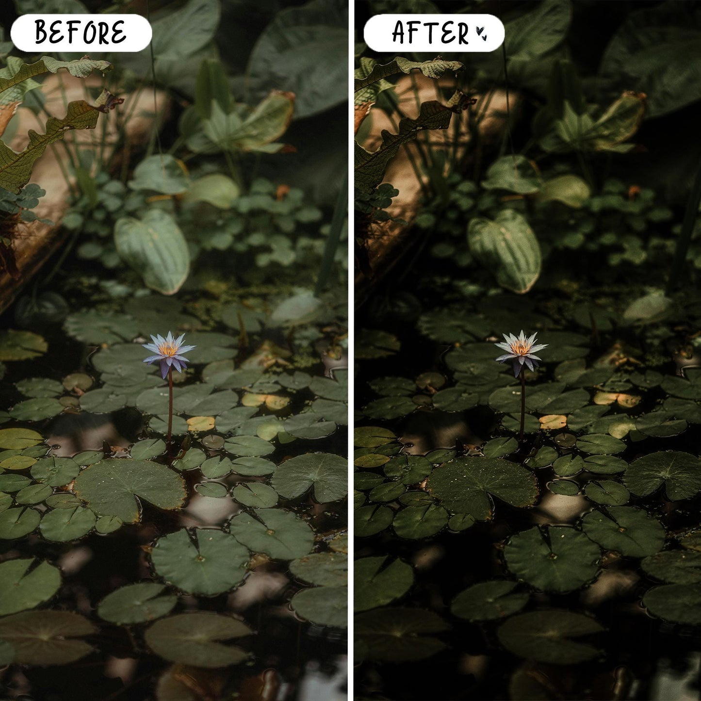 10 Forest LIGHTROOM Presets Mobile & Desktop