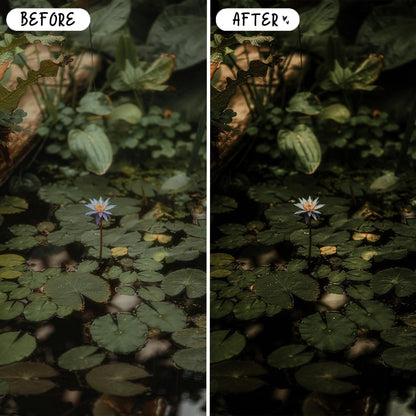10 Forest LIGHTROOM Presets Mobile & Desktop