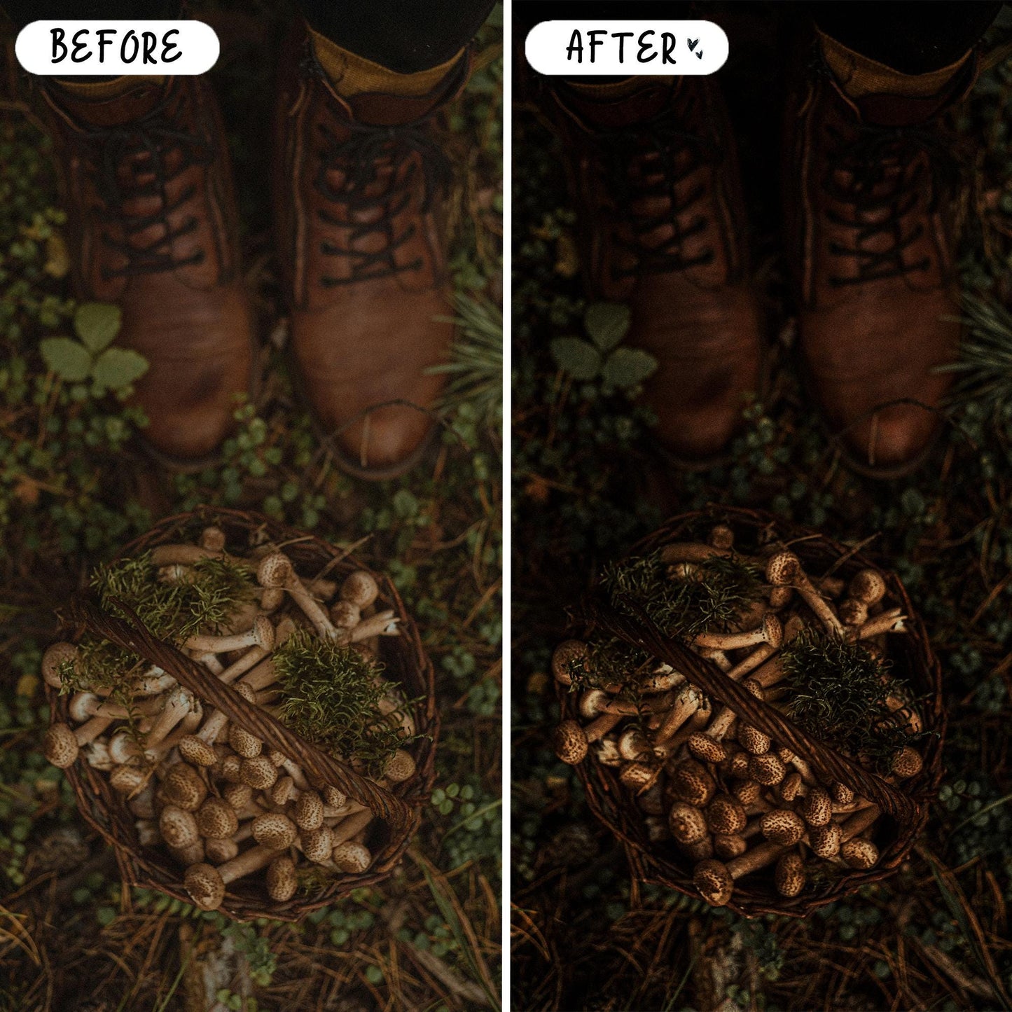 10 Forest LIGHTROOM Presets Mobile & Desktop