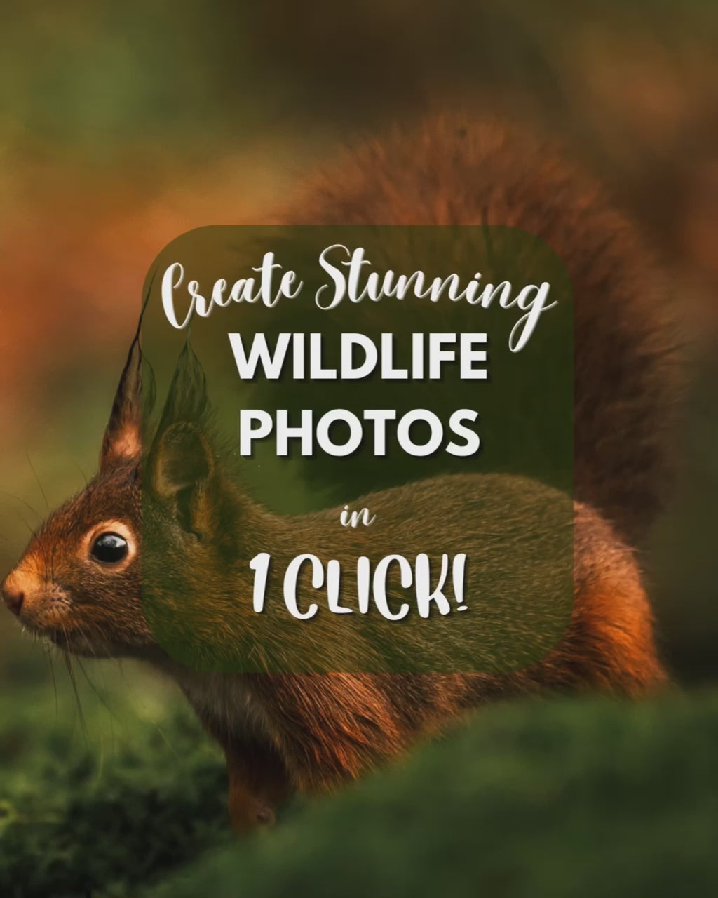 Wildlife & Birds Preset Bundle